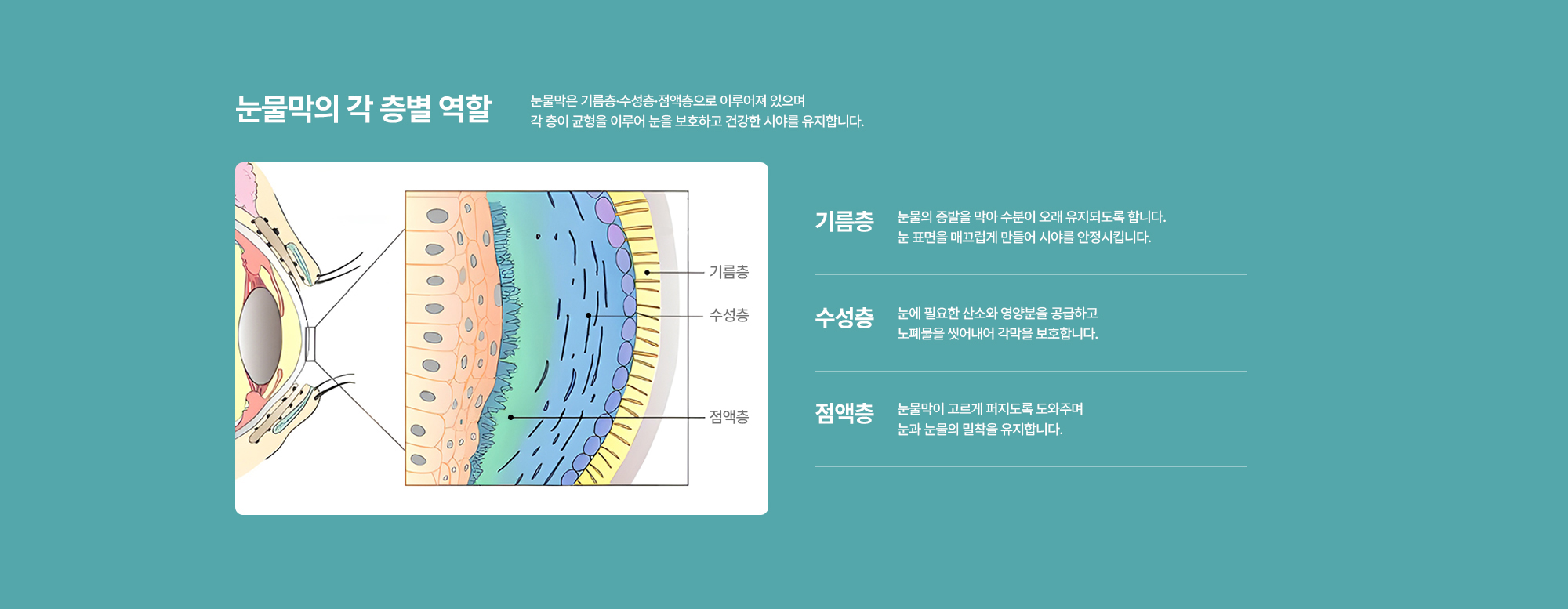 [눈물막의 각 층별 역할] 눈물막은 기름층·수성층·점액층으로 이루어져 있으며 각 층이 균형을 이루어 눈을 보호하고 건강한 시야를 유지합니다.