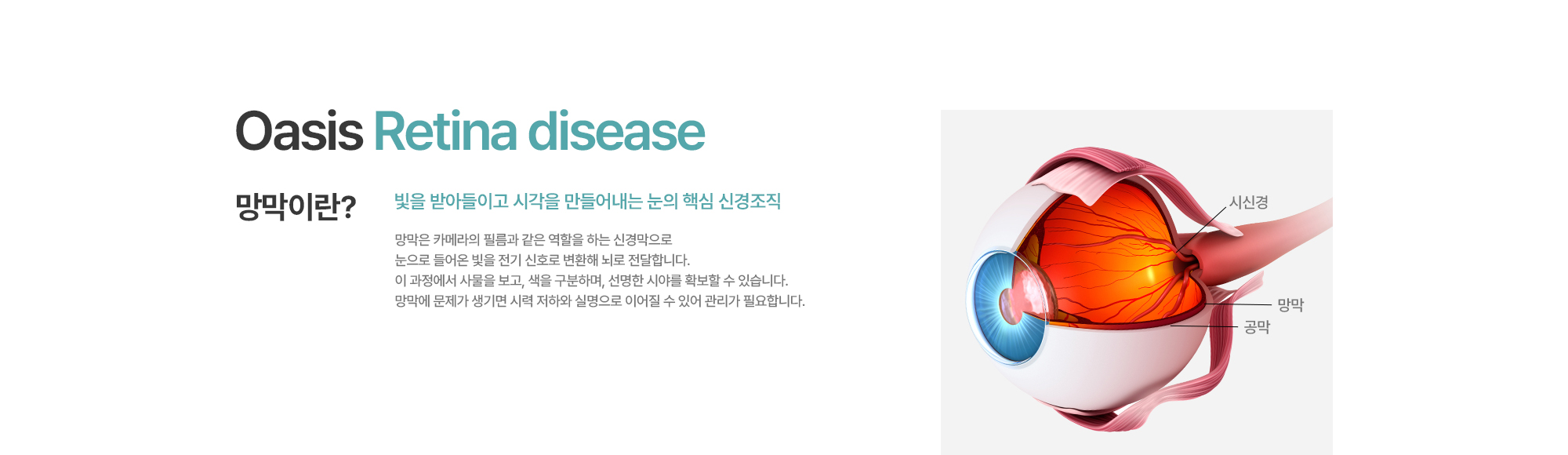 [망막이란?] 빛을 받아들이고 시각을 만들어내는 눈의 핵심 신경조직. 망막은 카메라의 필름과 같은 역할을 하는 신경막으로 눈으로 들어온 빛을 전기 신호로 변환해 뇌로 전달합니다. 이 과정에서 사물을 보고, 색을 구분하며, 선명한 시야를 확보할 수 있습니다. 망막에 문제가 생기면 시력 저하와 실명으로 이어질 수 있어 관리가 필요합니다.